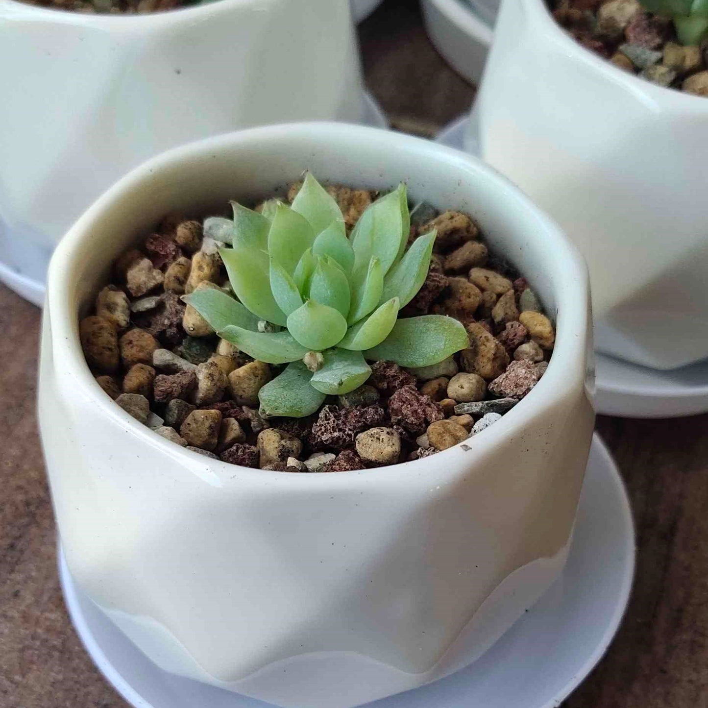 Paragon Diamond Ceramic Succulent Pot