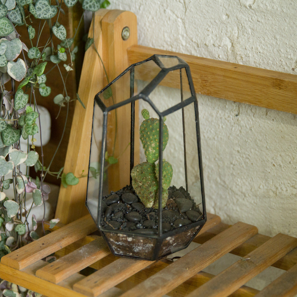 tabletop terrarium plants Natural Crystal Point Style Tabletop Glass Terrarium – Yes Please n Thank You