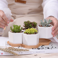 Hexagon Tabletop Succulent Pots With Bamboo Tray
