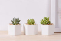 Hexagon Tabletop Succulent Pots With Bamboo Tray